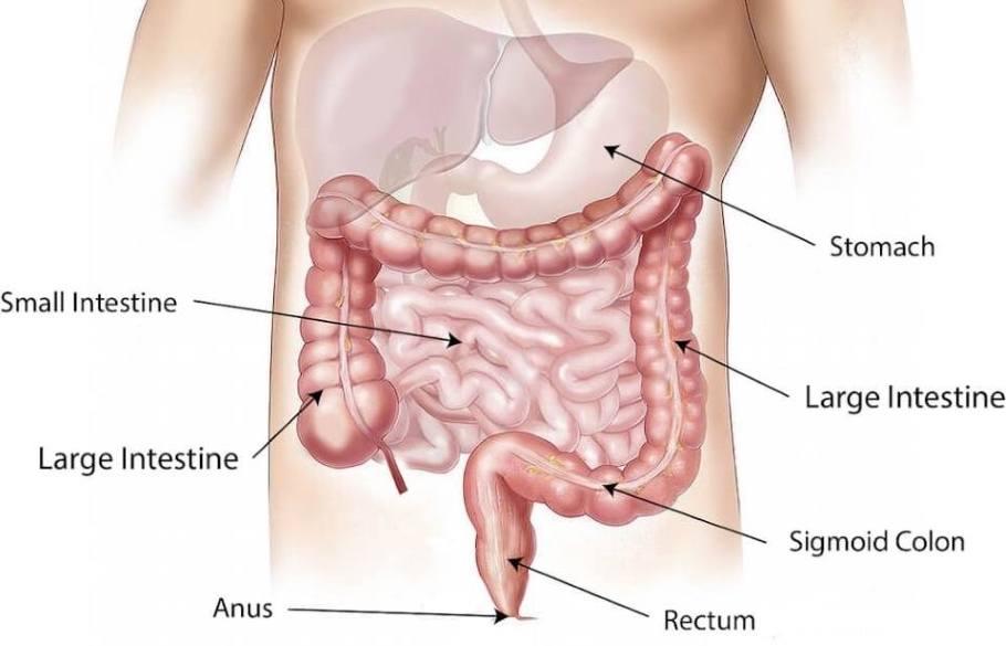 Labelled illustration of the human abdomen showing the location of the stomach and digestive system.