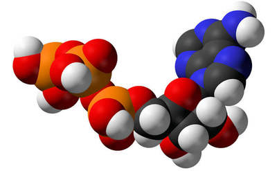 Atomic structure of adenosine triphosphate (ATP), a central intermediate in energy metabolism.