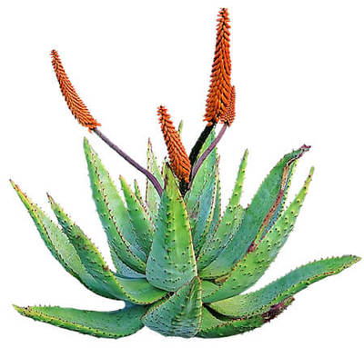 Illustration of an Aloe vera plant, an evergreen perennial that originated from the Arabian Peninsula but grows wild in tropical climates around the world and is cultivated for agricultural and medicinal uses.