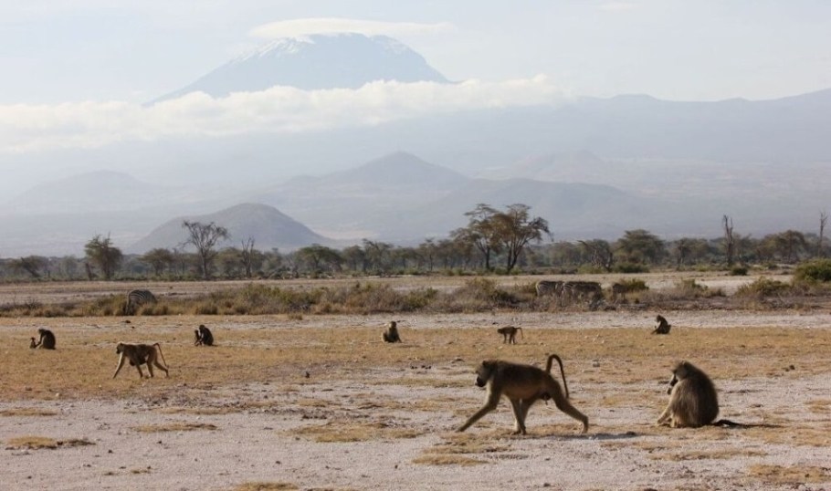 The vast majority of baboons in Kenya's Amboseli basin carry genes from a closely related species, finds a new study in the journal Science - Image Credit: Arielle Fogel, Duke University.