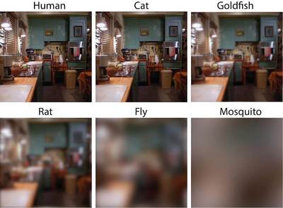 A household scene as viewed by various pets and pests. Human eyesight is roughly seven times sharper than a cat, 40 to 60 times sharper than a rat or a goldfish, and hundreds of times sharper than a fly or a mosquito- Images Credit: Eleanor Caves.