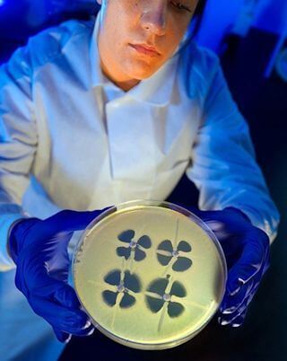 A CDC microbiologist holds up a plate used to identify resistance in bacteria known as Enterobacteriaceae. Bacteria that are resistant to carbapenems, considered “last resort” antibiotics, produce a distinctive clover-leaf shape on the plate. Credit: CDC