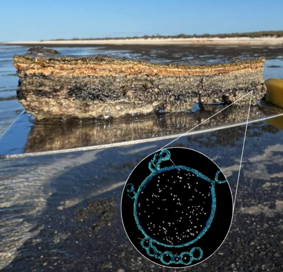 A composite image of the Asgard archaeon found within the microbial mats of Shark Bay, Western Australia.