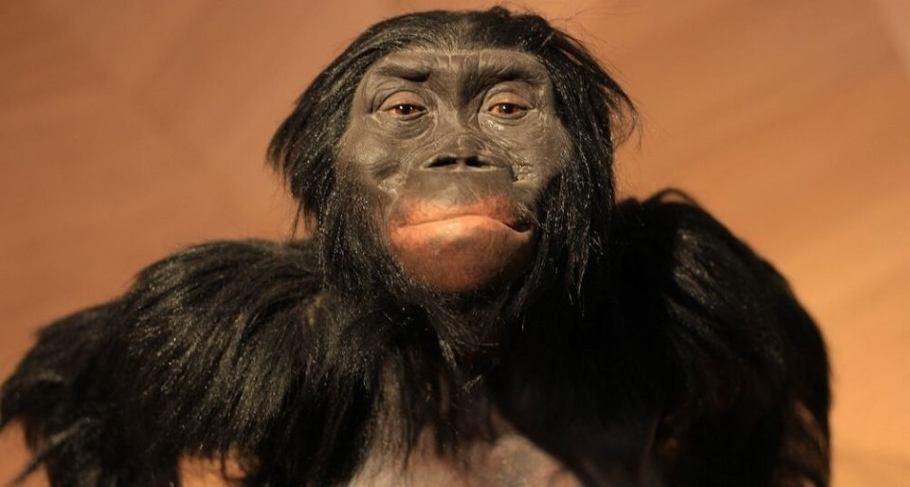 Image of an Australopithecus with body hair. Australopithecus is a genus of early hominins that existed in Africa during the Late Pliocene and Early Pleistocene. The genera Homo (which includes modern humans), Paranthropus, and Kenyanthropus evolved from some Australopithecus species.
