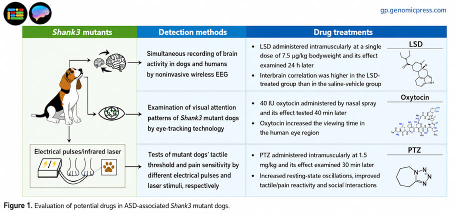 Evaluation of potential drugs in autism-associated Shank3 mutant dogs. This image is a scientific infographic organized into three vertical columns that summarize research on Shank3 mutant dogs, an animal model used to study autism spectrum disorder.