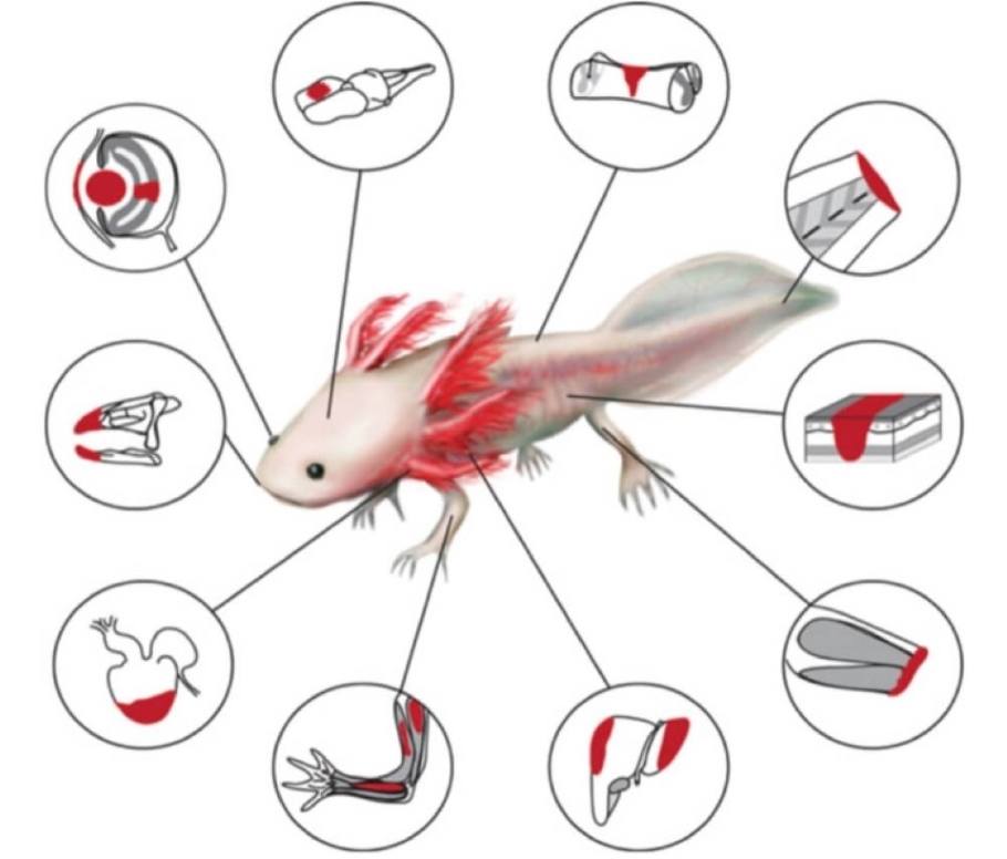 Tissue types the axolotl can regenerate, as shown in red (Debuque and Godwin, 2016).