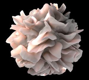 Dendritic Cell Revealed, an artists rendering of the surface of a human dendritic cell. Picture Credit: National Institutes of Health (NIH)