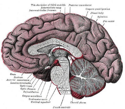 Diagram showing the main areas and structure of the human brain.
