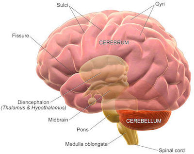 Basic components of the human brain. Image Credit: Blausen.com staff (2014). Medical gallery of Blausen Medical 2014. WikiJournal of Medicine 1 (2). DOI:10.15347/wjm/2014.010. ISSN 2002-4436.