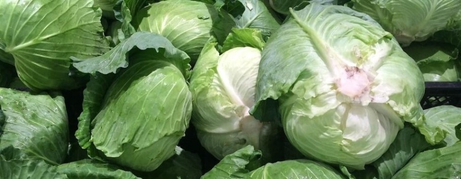 Photo of several green cabbages.