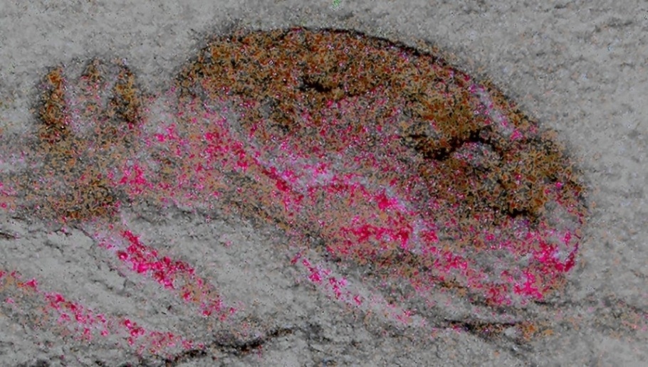 Fossilized head of Cardiodictyon catenulum (anterior is to the right). The magenta-colored deposits mark fossilized brain structures - Image Credit: Nicholas Strausfeld.