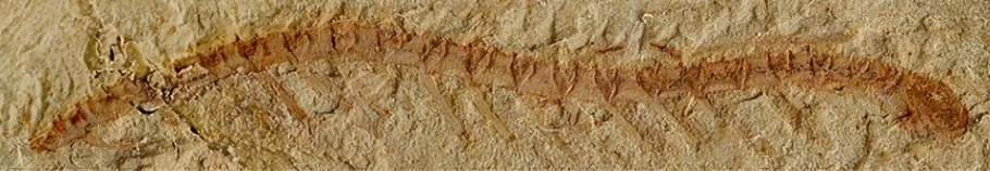 The fossilized Cardiodictyon catenulum was discovered in 1984 among a diverse assemblage of extinct creatures known as the Chengjian fauna in Yunnan, China. The animal's head is to the right in this photo - Image Credit: Nicholas Strausfeld - University of Arizona.