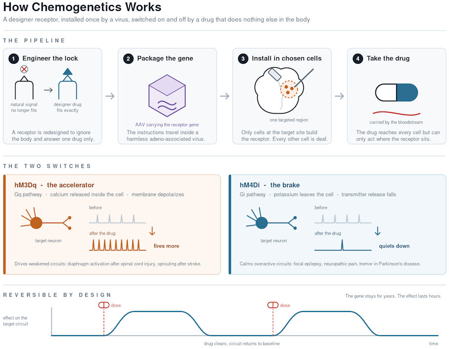This image is a wide instructional diagram on a white background titled How Chemogenetics Works, with a subtitle explaining that a designer receptor is installed once by a virus and then switched on and off by a drug that does nothing else in the body.
