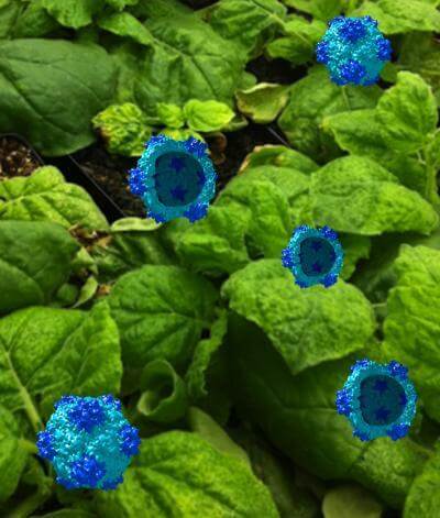 Inhaled or injected into tumors of several types of cancer, the shell of cowpea mosaic virus with infectious components removed, in blue, turned on the immune system in mice to wipe out tumors and protect against metastases. Picture Credit: Nicole Steinmetz