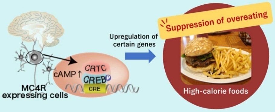 Osaka Metropolitan University scientists have revealed that the transcription cofactor gene CRTC1 mediates the obesity-suppressing effects of melanocortin-4 receptor (MC4R) by regulating appetite for fats and oils, high-fat diet metabolism, and blood sugar - Image Credit: Shigenobu Matsumura, Osaka Metropolitan University.