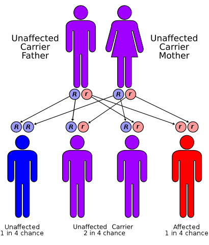 Cystic Fibrosis autosomal recessive diagram. Cystic Fibrosis is transmitted from both parents to a child if both parents carry the recessive gene, yet do not have the disease themselves. If both parents have this recessive gene and have a child, there is a 25% chance that the child will develop Cystic Fibrosis, a 50% chance that the child will carry the gene but not develop Cystic Fibrosis, and a 25% chance that the child will not be affected in any way.