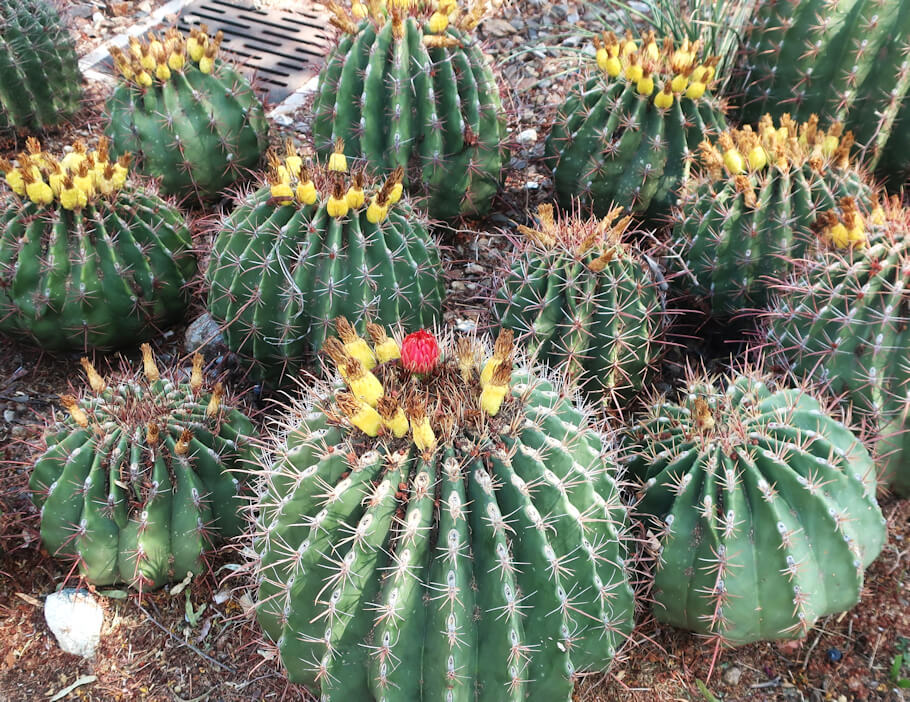 The image shows a cluster of round, barrel-shaped cacti growing close together in dry, rocky soil.