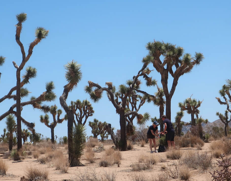 This image shows a bright, sunny desert landscape with a clear blue sky overhead. The ground is sandy and dotted with dry grasses and shrubs. Scattered throughout the scene are many tall, spiky Joshua trees, which have twisted, branching trunks and clusters of spiky green leaves at the ends of their branches.