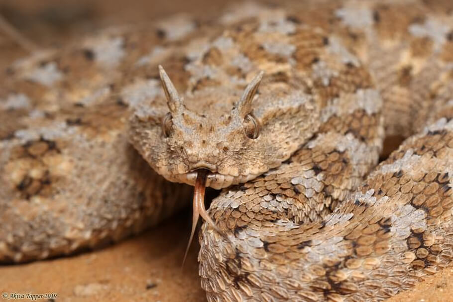 An image of a Desert Horned Viper (Cerastes cerastes) coiled defensively and rubbing its scales to produce a deterring sound.