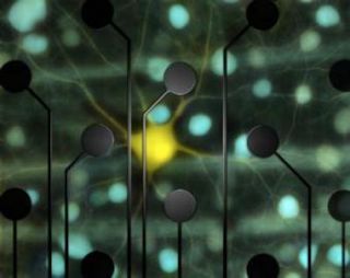 Chichilnisky and colleagues used an electrode array to record activity from retinal ganglion cells (yellow and blue) and feed it back to them, reproducing the cells' responses to visual stimulation. Picture Credit: EJ Chichilnisky, Stanford University.