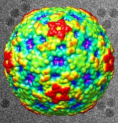 This color-coded image shows the surface view of enterovirus D68, which has stricken children with serious respiratory infections and might be associated with polio-like symptoms. Red regions are the highest peaks, and the lowest portions are blue. In the black-and-white background are actual electron microscopy images of the EV-D68 virus. Picture Credit Purdue University image/Yue Liu and Michael G. Rossmann