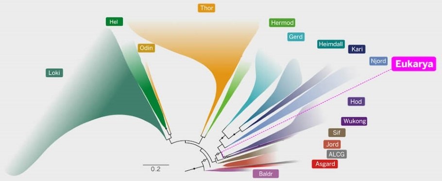 Illustration demonstrates how all complex life forms trace their roots back to a common ancestor among a group of microbes called the Asgard archaea.