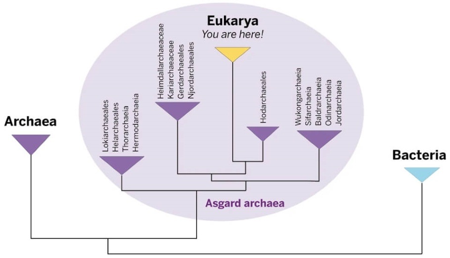 Flow chart shows Eukaryotes trace their roots back to a common ancestor among a group of microbes called known as Asgard.
