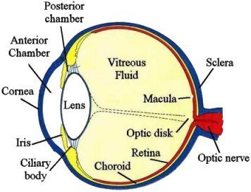 Flexible Artificial Retinas Use 2D Materials Article.
