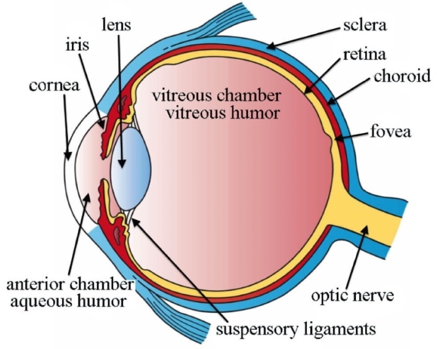 Ocumetics Bionic Eye Lens Updates Article.