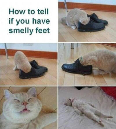 Funny picture of cat knocked out by smelly shoe odor