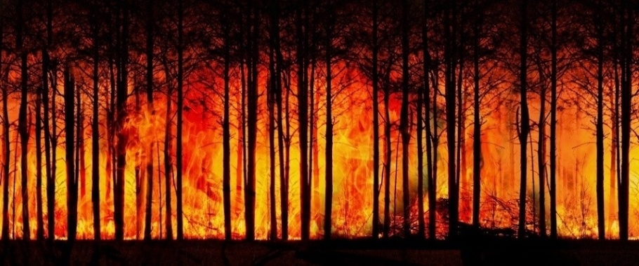 Photo of a blazing forest fire.