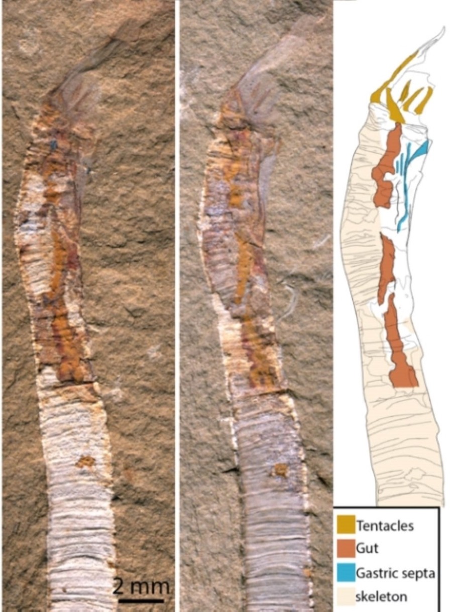 Fig 3. Fossil specimen of Gangtoucunia Aspera preserving soft tissues, including the gut and tentacles (left and middle). The right drawing illustrates the fossil specimens' visible anatomical features. Image credit: Luke Parry and Guangxu Zhang.