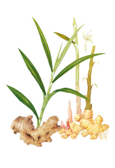 Ginger: Facts - Health Benefits - Growing at Home thumbnail image.