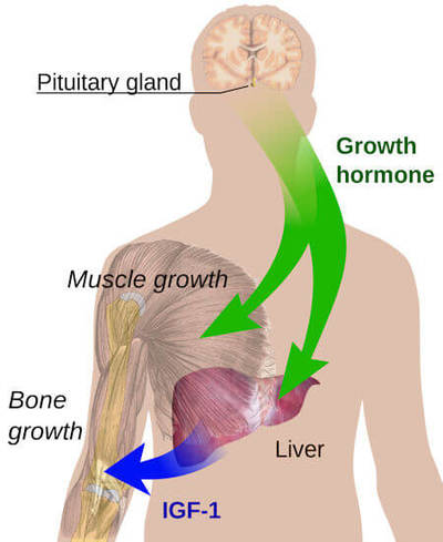 Main pathway in growth regulation by the endocrine system, mediated by growth hormone and insulin-like growth factor 1 (IGF-1).