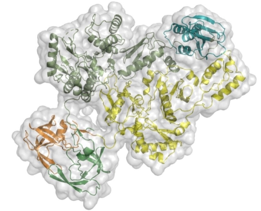 How Large HIV Protein Functions to Form Infectious Virus Article.