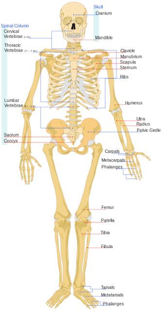 Labled Upright Human Skeleton.
