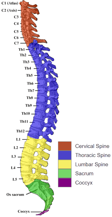 Human Spine and Spinal Cord Picture C1 - S5 Vertebra ...