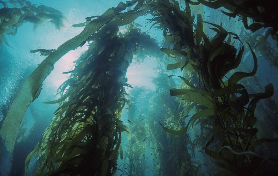 Long strands of kelp, a type of seaweed, growing beneath the sea.