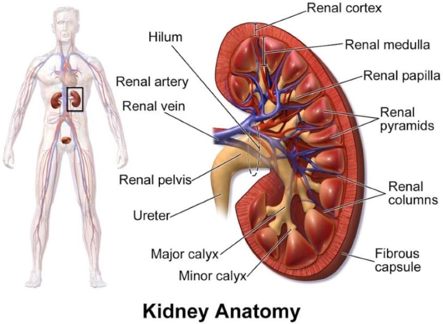 Labeled anatomy of the human kidney. Blausen.com staff (2014). Medical gallery of Blausen Medical 2014. WikiJournal of Medicine 1 (2). DOI:10.15347/wjm/2014.010. ISSN 2002-4436.