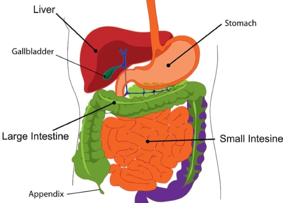 Diagram shows the location of the human liver in relation to the digestive system.