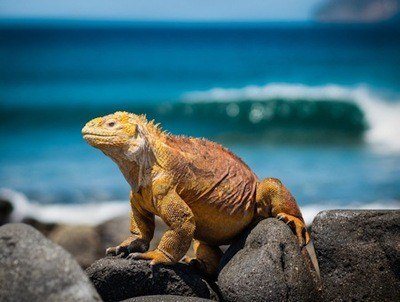 A prehistoric looking lizard takes a rest on rocks with the ocean in the background.