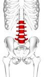 Lumbar vertebrae anterior