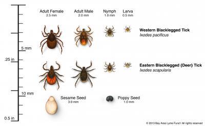 The ticks which spread Lyme are typically no larger than a sesame seed, or the size of a period at the end of a sentence. It is thought that nymphs infect more humans than adult ticks because they are so hard to see. The ticks saliva contains an anesthetic like substance so you may not feel the bite. Picture Credit: Bay Area Lyme Foundation