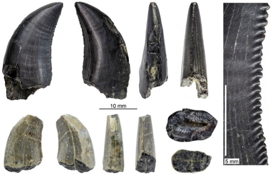 A figure from the study showing teeth from a megaraptor dinosaur from various viewpoints. The black tooth preserves most of the tooth crow. The tan tooth is missing the crown apex and base - Image Credit: Davis et al.