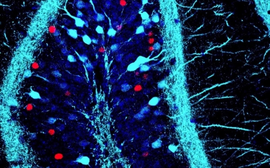 A picture of a memory. In this image, the blue dots are positive memory cells, and the red dots are negative memory cells. Memories exist in the brain as networks of cells called engrams and are stored and processed all over the brain. The memories shown here are located in the hippocampus of a mouse - Image Credit: Stephanie Grella.