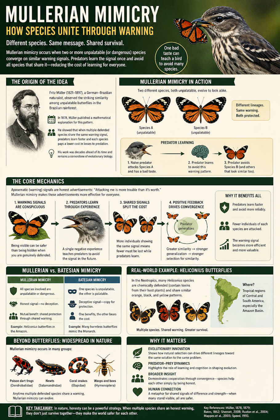 This image is a large educational infographic titled Mullerian Mimicry: How Species Unite Through Warning, designed in a poster format with green, cream, and orange tones. At the top, a bird is shown attempting to eat an orange-and-black butterfly, illustrating how predators learn to avoid certain warning colors after a bad experience.