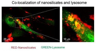 This is an image showing internalization of nanosilicates by human stem cells - Image Credit: Inspired Nanomaterials and Tissue Engineering (iNanoTE) Lab, Texas A&M University.
