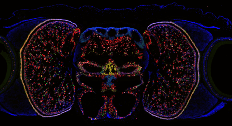 Fluorescent image of the octopus brain showing the location of different types of neurons.