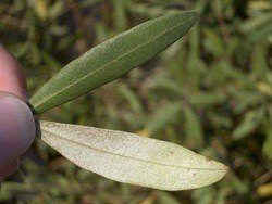 Picture of an Olive tree leaf