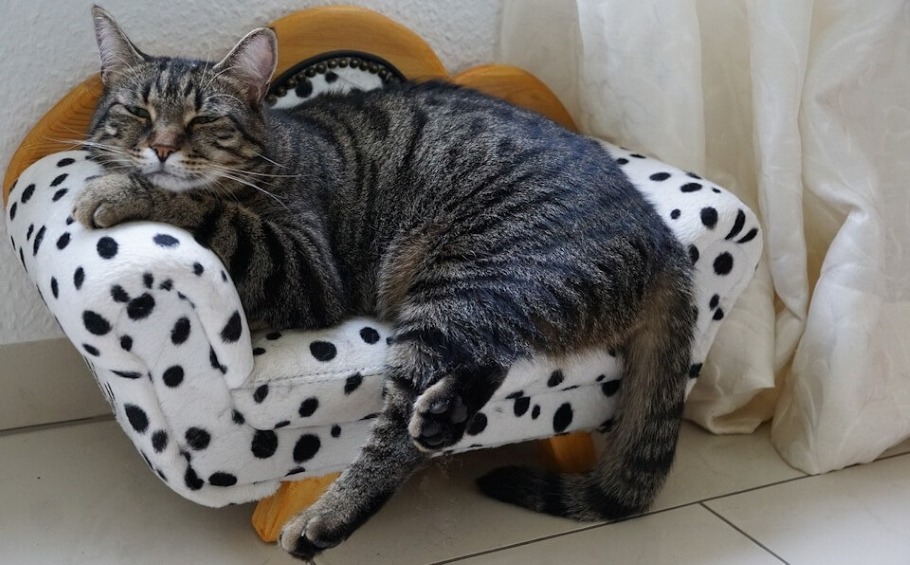 A tabby cat sleeping in a white with black dots cat bed - Image Credit: photosforyou from Pixabay.